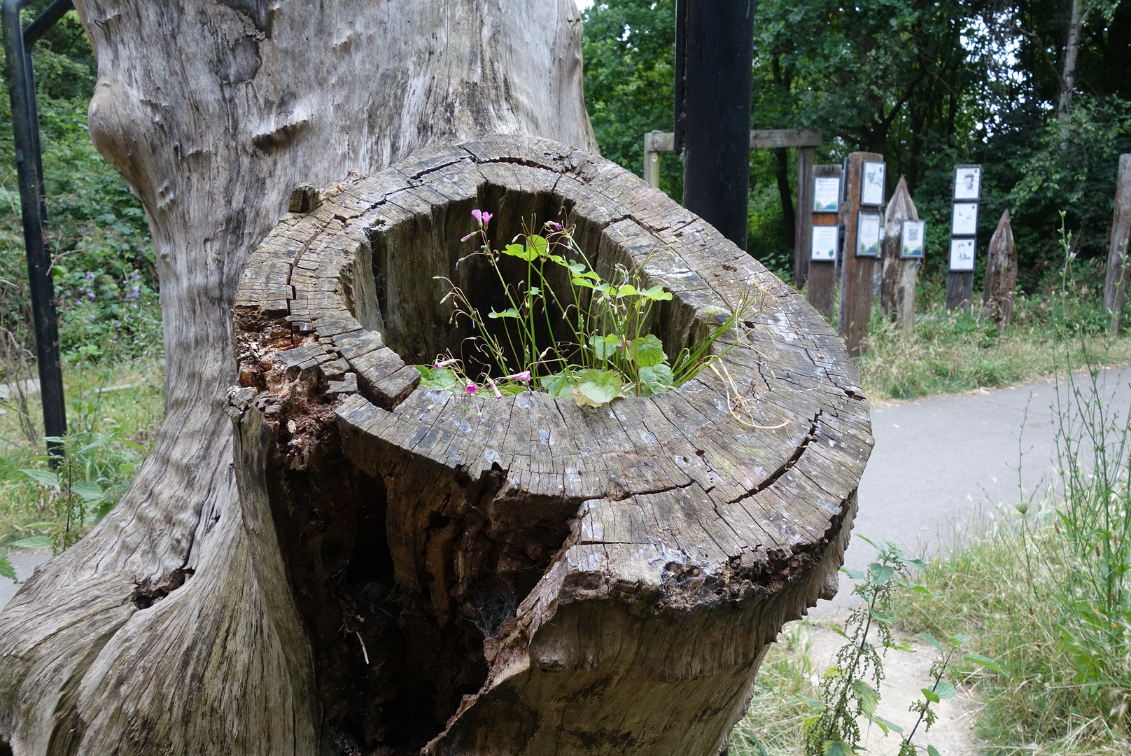 Stave Hill Ecological Park. A small nature reserve in the heart of the city