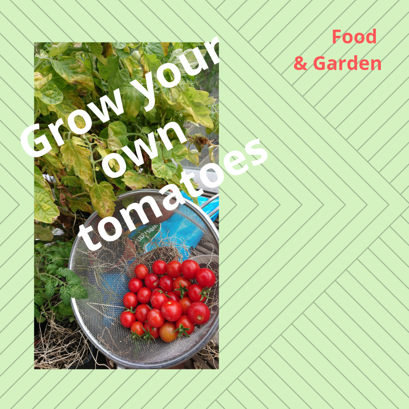 You are currently viewing Grow your own tomatoes