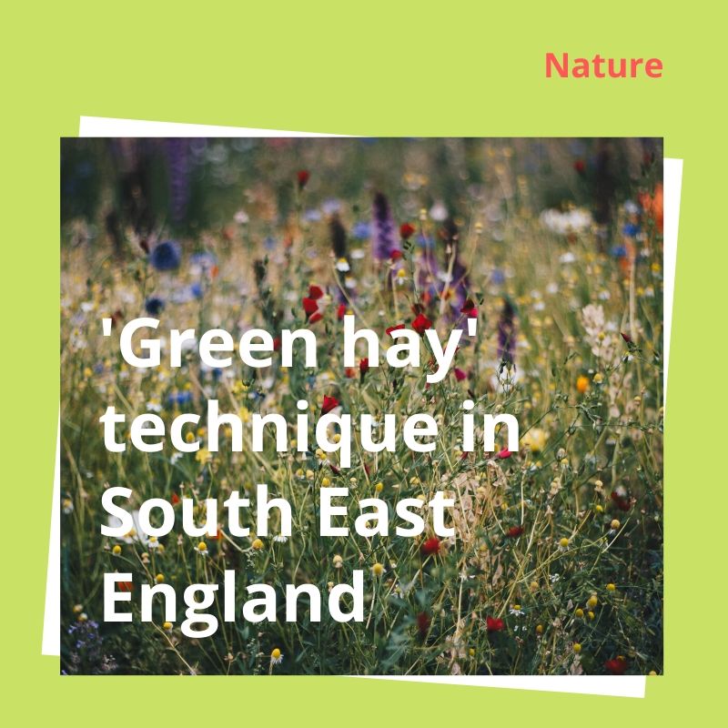 You are currently viewing Cutting it fine – ‘Green hay’ technique – Woodland Trust in the South East
