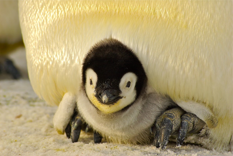 Penguin's chick