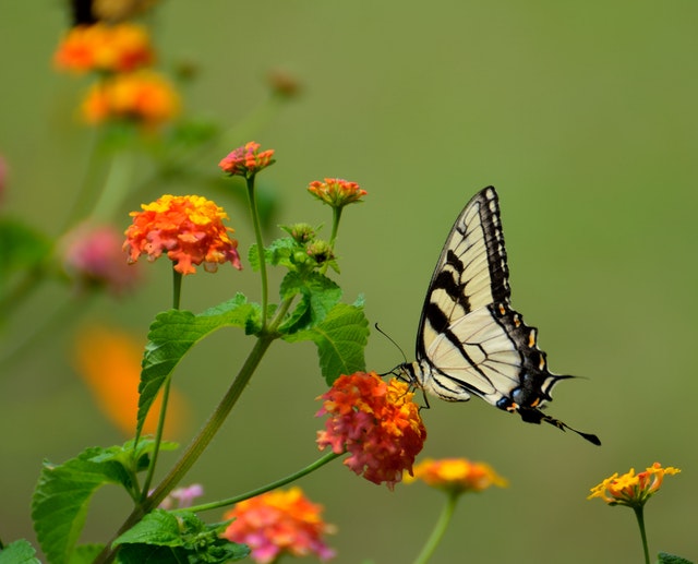 Butterfly on a flower